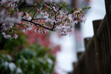 Snow cherry　Cherry Blossoms　In full bloom　flower