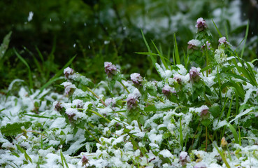Snow cherry　Cherry Blossoms　In full bloom　flower