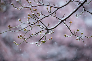 Snow cherry　Cherry Blossoms　In full bloom　flower
