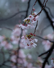 Snow cherry　Cherry Blossoms　In full bloom　flower