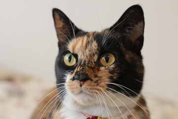 portrait of the face of a family pet tortoiseshell calico cat wearing a red collar against a bright background looking cranky, annoyed and proud in a family home.
