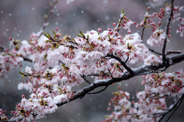 Snow cherry　Cherry Blossoms　In full bloom　flower