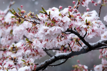 Snow cherry　Cherry Blossoms　In full bloom　flower