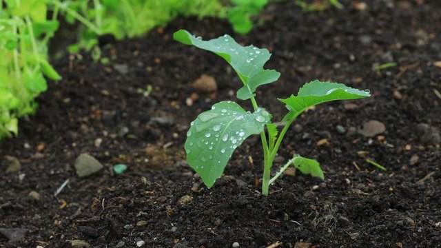 畑に植えられた野菜の苗　家庭菜園　栽培　イメージ