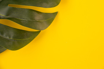 Fototapeta na wymiar Leaf of Monstera plant on a yellow background, Monstera deliciosa, top view