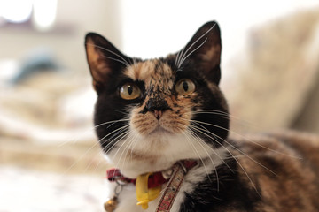 portrait of the face of a family pet tortoiseshell calico cat wearing a red collar against a bright background looking cranky, annoyed and proud in a family home.