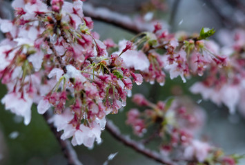 Snow cherry　Cherry Blossoms　In full bloom　flower
