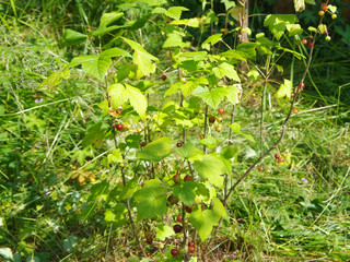Currant grows among the grass in the forest