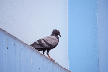 pigeon on the wall
