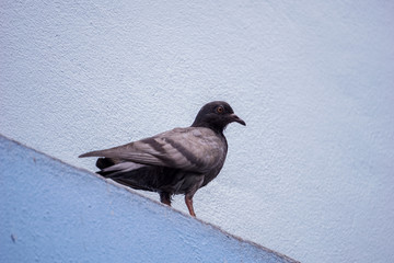 Pigeon standing on the wall of the house