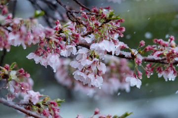 Snow cherry　Cherry Blossoms　In full bloom　flower