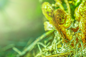 Ferns in the forest. Beautiful ferns leaves green toned foliage. Close up of ferns in the forest....