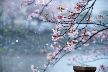 Snow cherry　Cherry Blossoms　sakura　In full bloom　flower