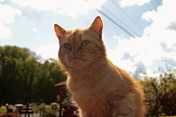 the cat looks to the future © Jakub
