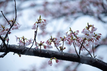 Snow cherry　Cherry Blossoms　sakura　In full bloom　flower