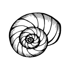 Seashells.  Hand drawn vector illustration in sketch style.