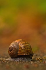 Eine Weinbergschnecke eingerollt, Helix pomatia