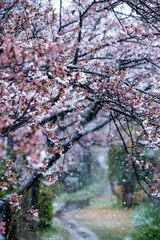Snow cherry　Cherry Blossoms　sakura　In full bloom　flower