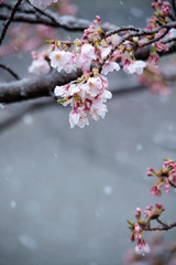 Snow cherry　Cherry Blossoms　sakura　In full bloom　flower