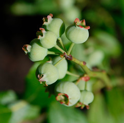 Under ripe blueberries on a blueberry plant, not yet ready to be picked. The focus is on the foreground blueberries
