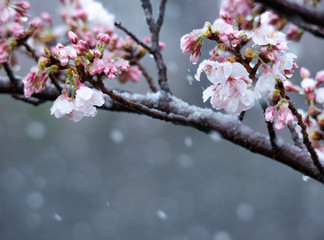 Snow cherry　Cherry Blossoms　sakura　In full bloom　flower