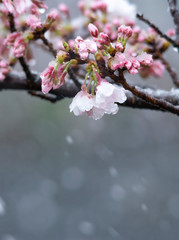 Snow cherry　Cherry Blossoms　sakura　In full bloom　flower