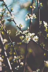 Cherry blossoms in the forest, green, bloom