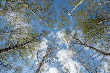 The tops of white birches with the first green foliage rush to the heights against the background of a blue spring sky and white clouds.