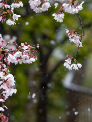 Snow cherry　Cherry Blossoms　sakura　In full bloom　flower