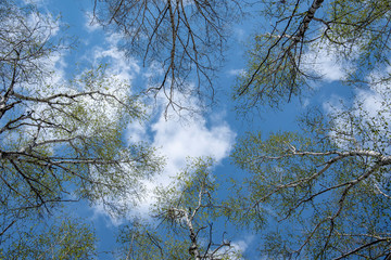 The tops of white birches with the first green foliage rush to the heights against the background of a blue spring sky and white clouds.