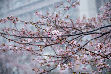 Snow cherry　Cherry Blossoms　sakura　In full bloom　flower