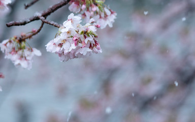 Snow cherry　Cherry Blossoms　sakura　In full bloom　flower