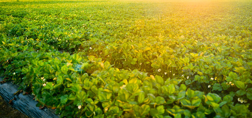 Strawberry field plantation with red berries on a sunny day