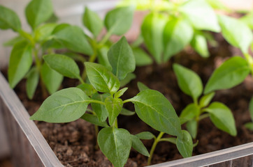 red pepper seedlings, green sprouts in peat