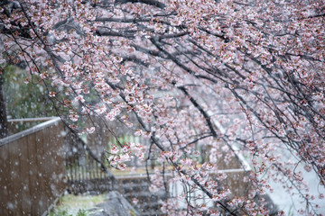 Snow cherry　Cherry Blossoms　sakura　In full bloom　flower