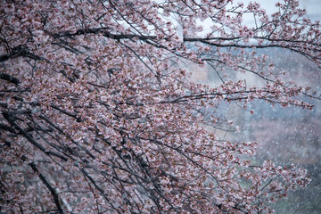 Snow cherry　Cherry Blossoms　sakura　In full bloom　flower
