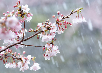 Snow cherry　Cherry Blossoms　sakura　In full bloom　flower
