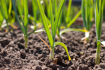 winter garlic seedlings on beds in the spring.