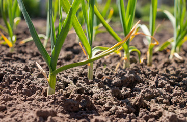 winter garlic seedlings on beds in the spring.