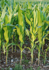 A field of corn growing in the Italian region of Friuli – a big producer of corn, but mainly for polenta rather than sweetcorn
