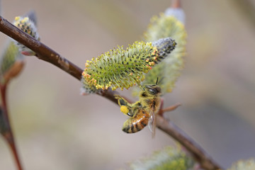 꿀벌과 버드나무 꽃