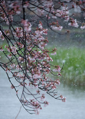 Snow cherry　Cherry Blossoms　sakura　In full bloom　flower