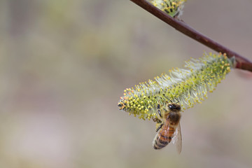 꿀벌과 버드나무 꽃