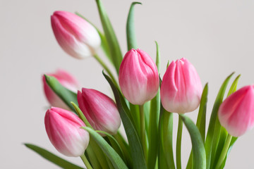 Pink tulips on light background, spring flowers banner, greeting card photo