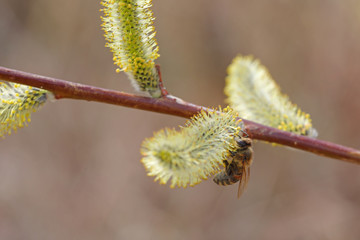 꿀벌과 버드나무 꽃