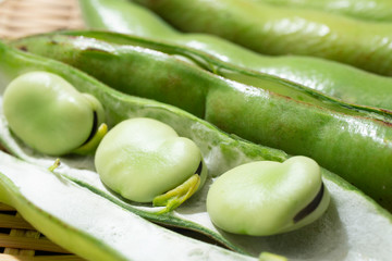 美味しそうなそら豆　（別名、ノラマメ、ナツマメ、テンマメ、シガツマメ、コヤマメ、学名： Vicia faba）