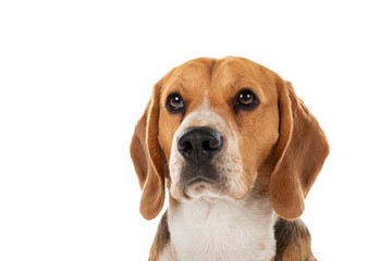 Cute beagle