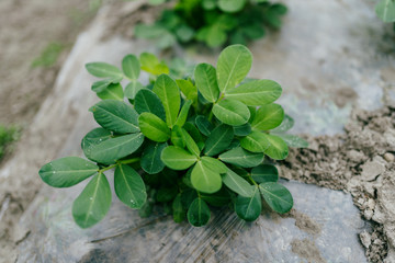 green leaves on the ground
