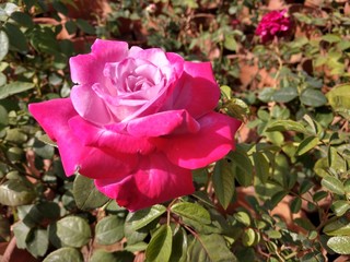 Beautiful rose flowers in nursery, rose flowers in garden