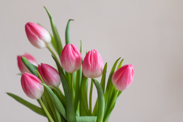 Pink tulips on light background, spring flowers banner, greeting card photo